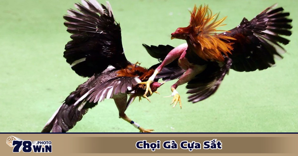 Chọi Gà Cựa Sắt: Đặt Cược Và Cách Chọn Gà Chiến Tại 78WIN 4 Mẹo quan sát phong cách đá để đặt cược chính xác