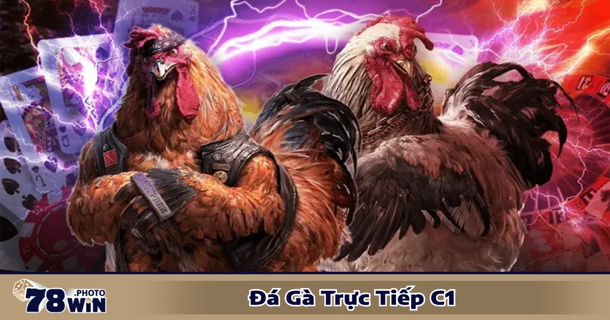 Đá Gà Trực Tiếp C1 78WIN - Xem Và Cá Cược Đá Gà Đỉnh Cao 3 Cách xem và đặt cược đá gà C1 trực tiếp