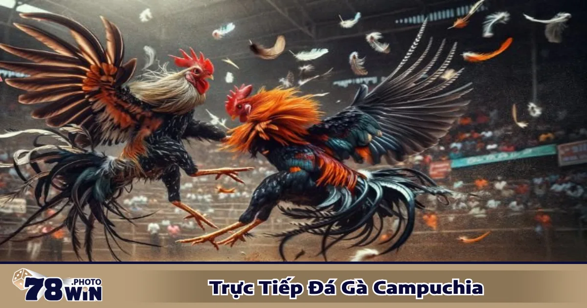 Trực Tiếp Đá Gà Campuchia - Đặt Cược Chính Xác Tại 78WIN 5 Khi nào nên đặt cược vào gà cửa trên hay cửa dưới?